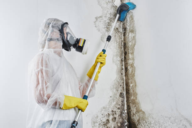 Gibbon, NE Mold Remediation Company