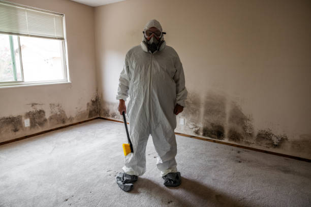 Best HVAC Mold Remediation in Gibbon, NE